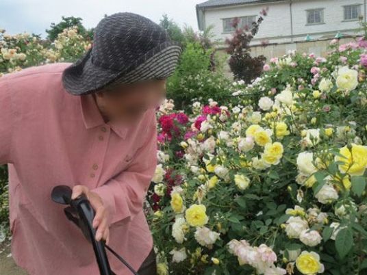 バラと高齢者の庭