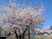 桜が咲く建物外観  