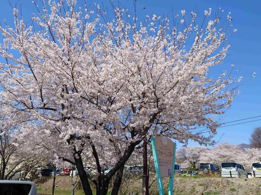 桜が咲く建物外観  