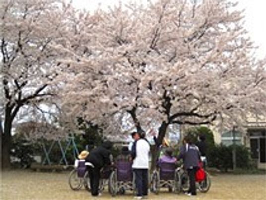 桜の下での団欒