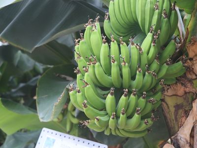 未熟なバナナの房