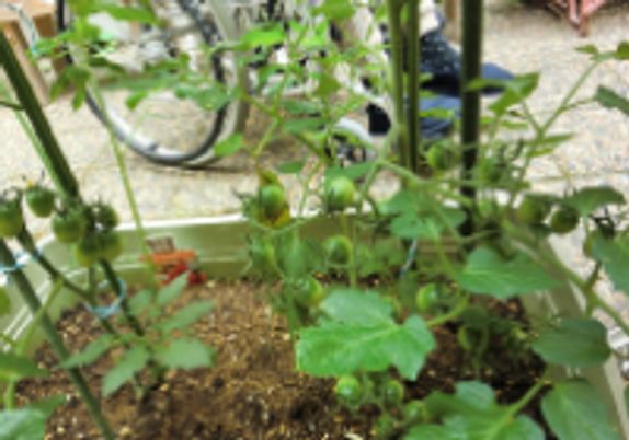 植物の成長観察