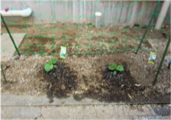 小さな庭の様子