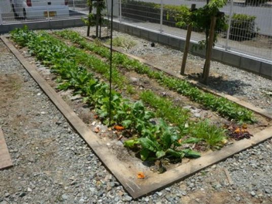 野菜が育つ施設の庭