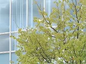 木々とガラスの外観