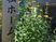 看板の前の植栽  