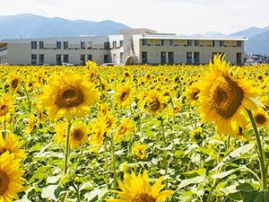 ひまわり畑と建物外観  