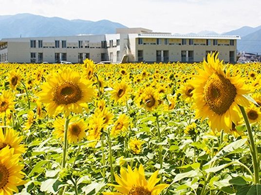 ひまわり畑と建物外観  