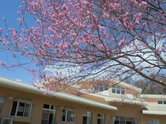 桜と建物の外観  