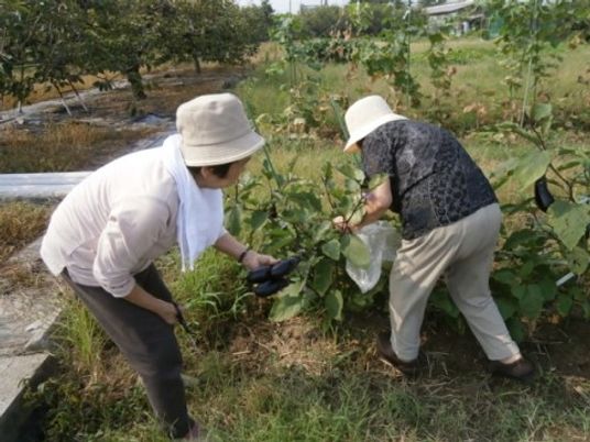 庭で植物の手入れをする人々