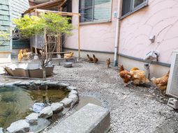 庭で過ごす鶏たち