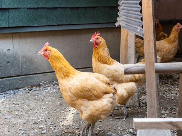 暖かな陽気の中庭 中庭 ゆったりとした鶏たちがいる、自然豊かな休息スペースです。癒しを提供する環境で、穏やかな時間を楽しめます。
