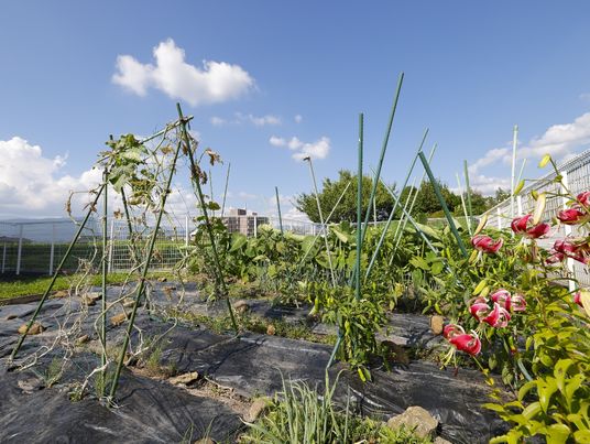 植物が育つ中庭の光景