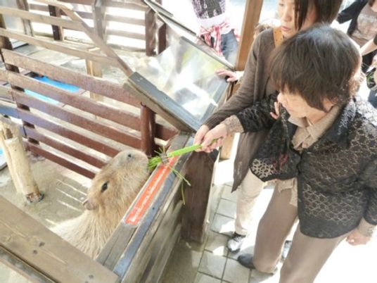 穏やかな動物と触れ合い