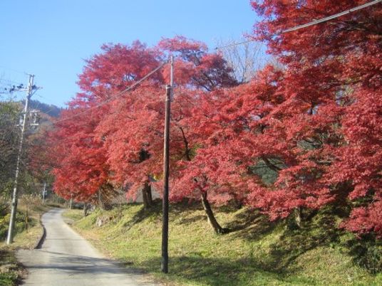 紅葉が美しい道
