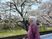 桜のある庭