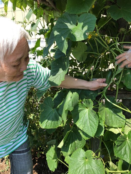 緑の植物を手入れする高齢者
