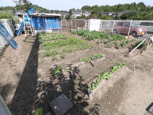 中庭の野菜作り風景