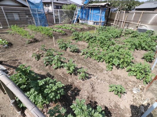 手入れされた野菜畑