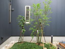 新緑あふれる中庭の風景