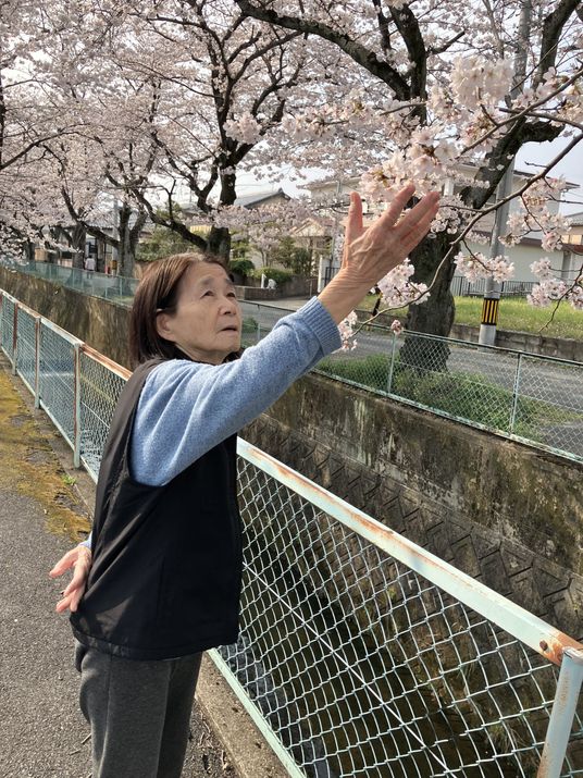 咲き誇る桜と女性の様子