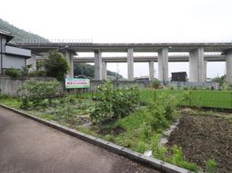 緑豊かな庭の景色