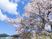 咲き誇る桜と青空の中庭