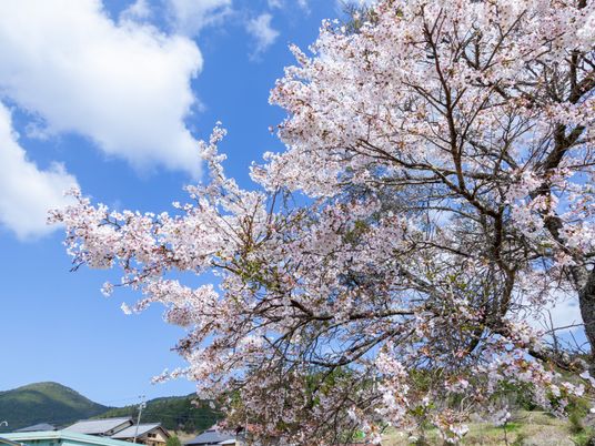 咲き誇る桜と青空の中庭