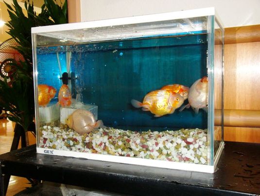 金魚が泳ぐ水槽  