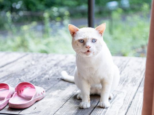 青い目の白い猫