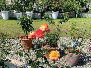 花が咲く庭  