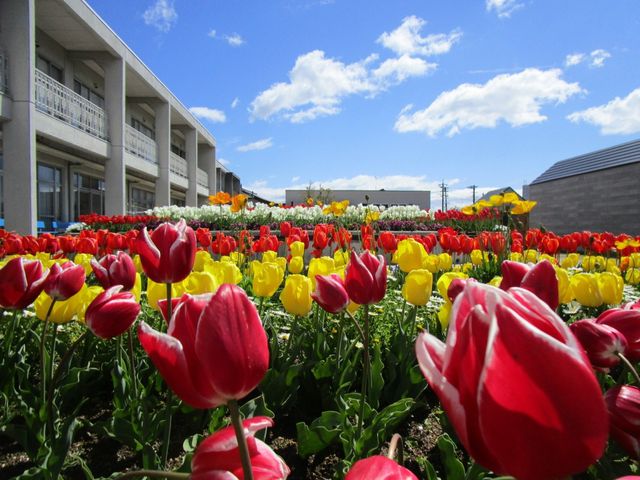色鮮やかな庭の花壇 庭   色鮮やかな花々が咲き誇る庭です。リフレッシュやリラックスに最適な環境が整っています。