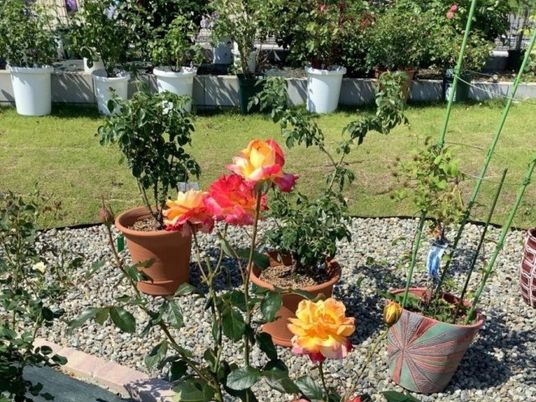 鉢植えの花が並ぶ庭  