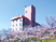 桜に囲まれた外観  