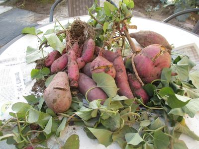 収穫されたさつまいも