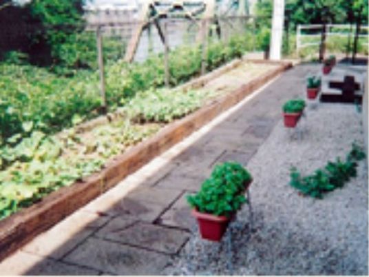 手入れされた野菜の畑