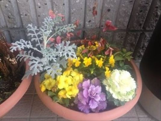 色鮮やかな植物の寄せ植え