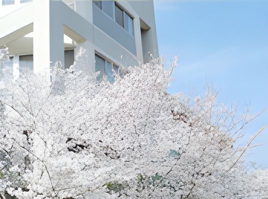 桜と建物の外観