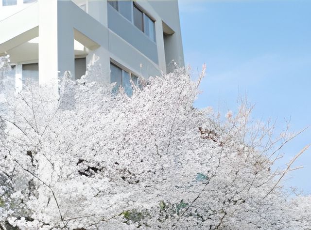 桜と建物の外観