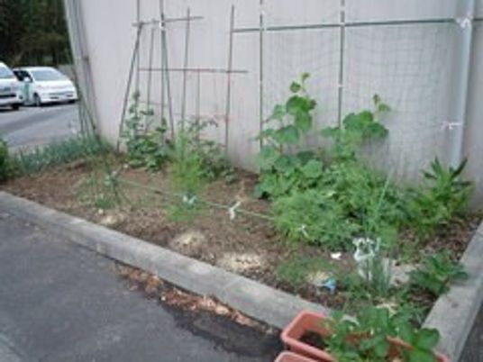 小さな家庭菜園の庭  