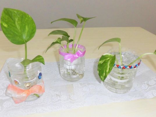癒しの植物