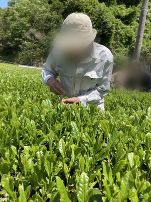 新緑の作業風景