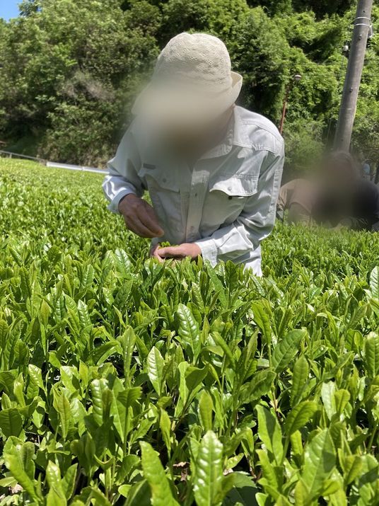 新緑の作業風景