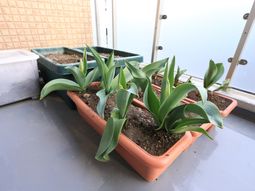 植物が並ぶベランダの風景