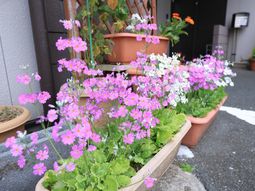 鮮やかな花が植えられた鉢植え