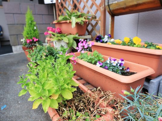 色鮮やかな植物の花壇