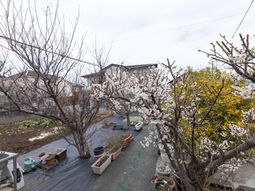 花が咲き始めた庭の景色