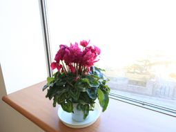 窓辺の鉢植えのサイクラメン