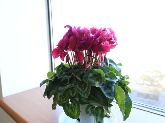 窓辺の鮮やかな花