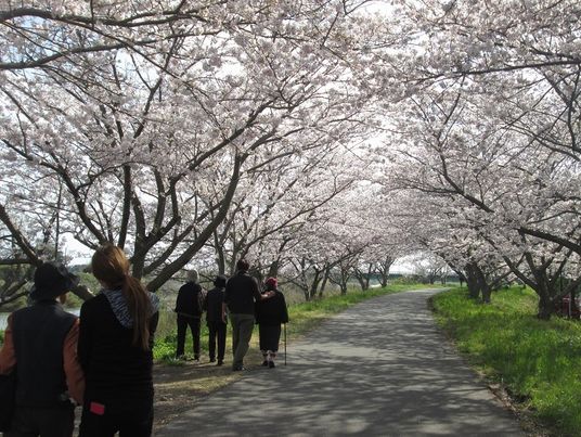 桜並木を歩く人々